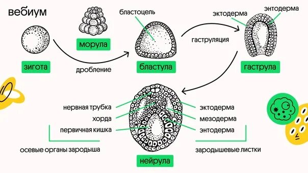 Стадии эмбрионального развития бластула гаструла. Морула бластула гаструла нейрула. Эмбриональный период развития морула. Стадии эмбрионального развития морула.