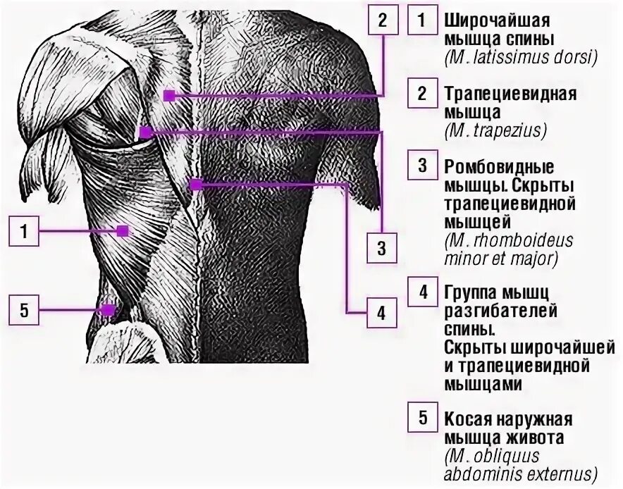 Трапециевидная мышца спины упражнения для женщин. Упражнения на середину спины. Мышцы середины спины. Тренировка середины спины.