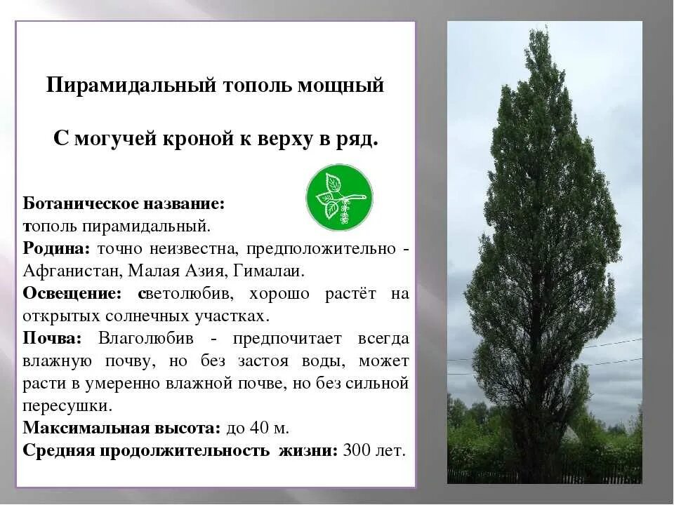 Тополь число. Тополь пирамидальный серебристый. тополь пирамидальный плод. тополь советский пирамидальный. тополь пирамидальный дерево.