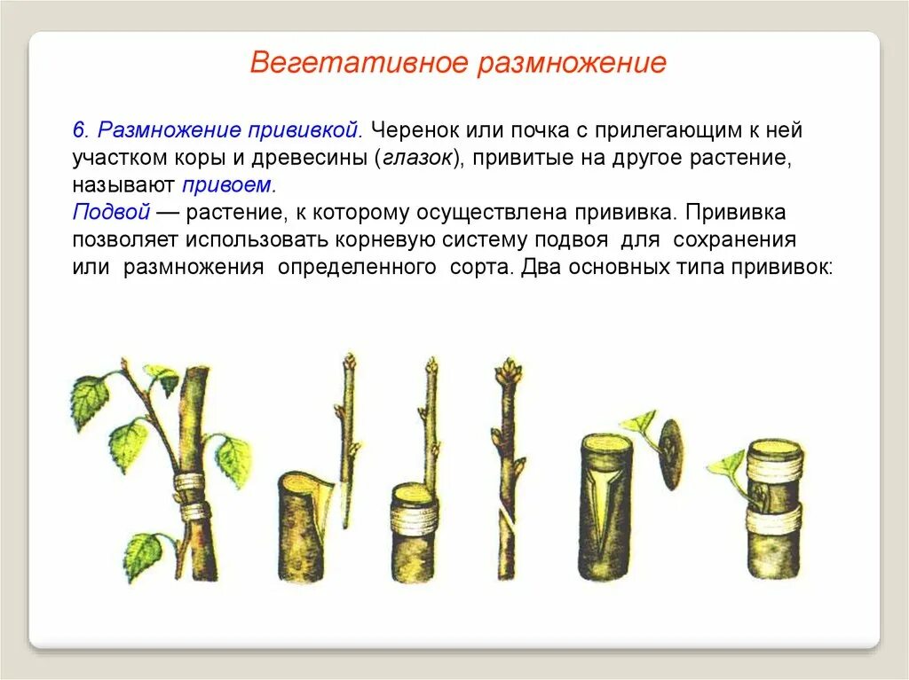 Запрещенная литература размноженная кустарным способом. Вегетативное размножение стеблевыми черенками. Вегетативное размножение способ размножения отводками. Вегетативное размножение растений отводки. Стеблевой черенок вегетативное размножение.