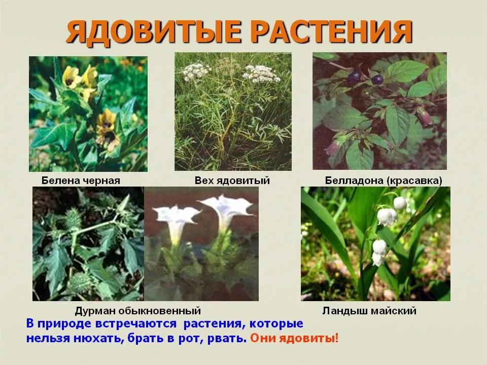 Растения в природе названия. Красавка белена дурман. ядовитые дикорастущие растения. ядовитое трубчатое растение. лекарственные и ядовитые травы.