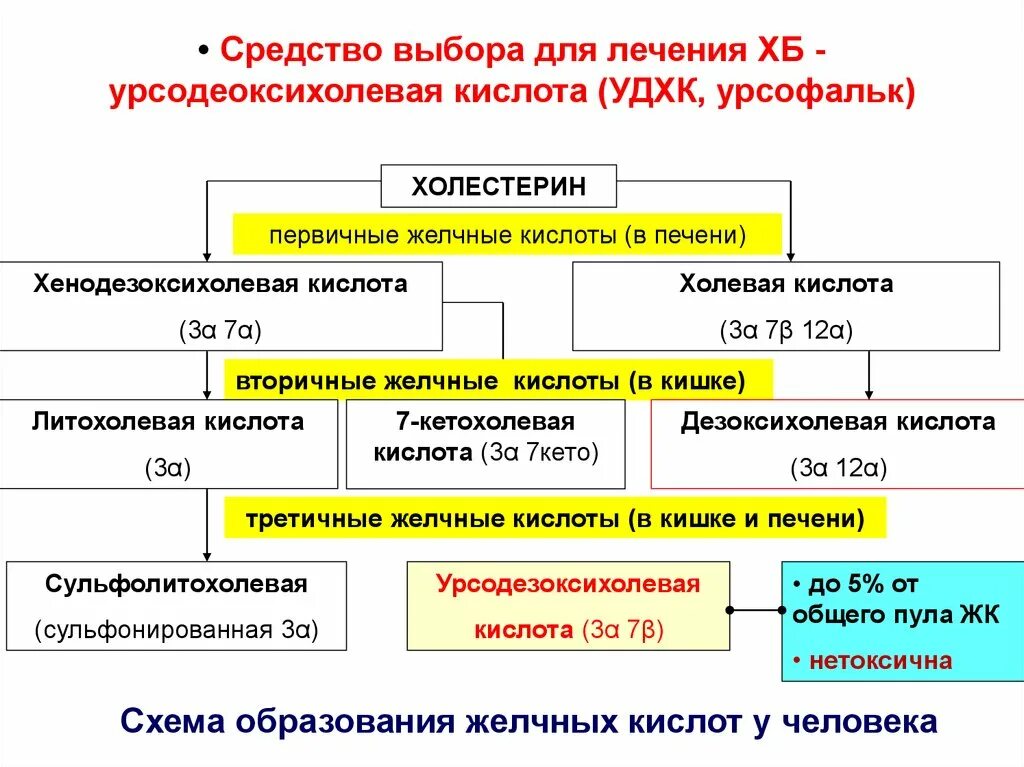 Вторичные желчные кислоты биохимия. Первичные вторичные и третичные желчные кислоты. Третичные желчные кислоты. Первичная и вторичная желчь.