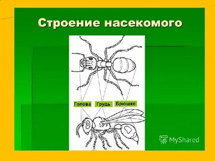 Схематический рисунок главных признаков насекомых 2 класс