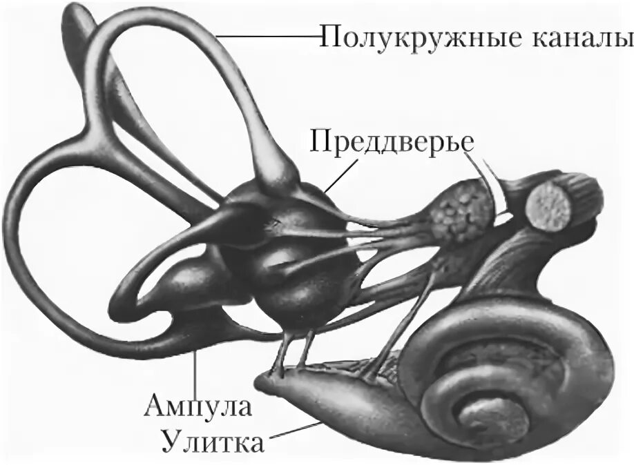 Преддверие вестибулярного аппарата. Вестибулярный анализатор строение. Строение мешочков вестибулярного аппарата. Периферический вестибулярный аппарат. Функции полукружных каналов вестибулярного аппарата.