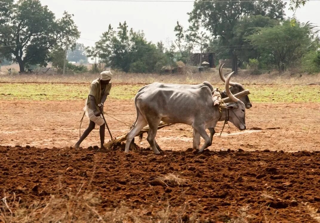 пашет как вол. волы пашут. вол с плугом. пашет как вол. пашет как вол.