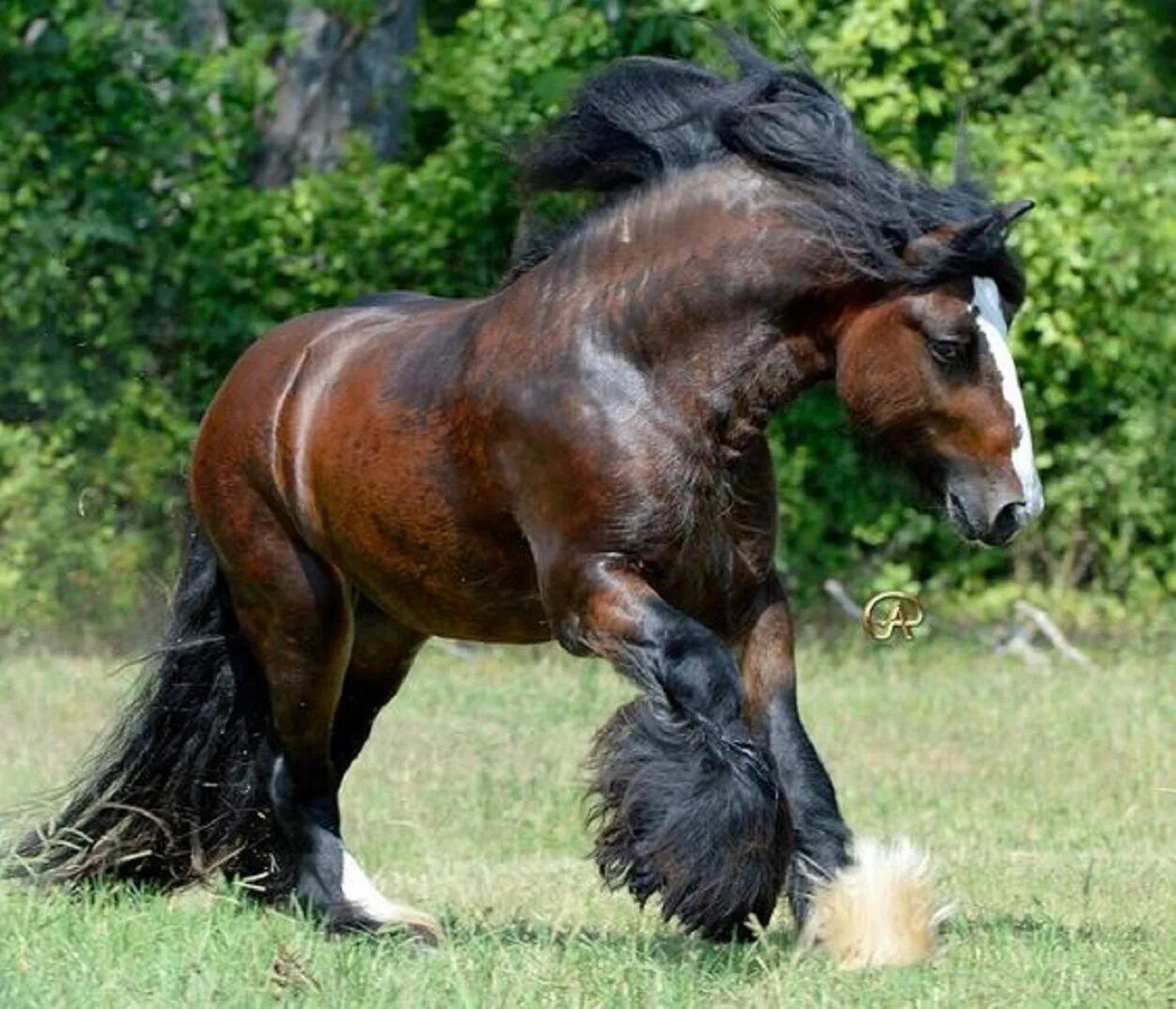 Heavy horses. Бельгийский тяжеловоз брабансон. Тяжеловоз бельгийский Першерон. Арденский тяжеловоз. Бельгийский тяжеловоз Шайр.