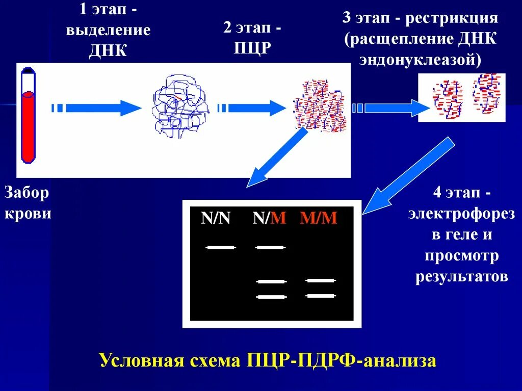 Процесс выделения днк. ДНК диагностика метод полимеразной цепной реакции. Исследование ДНК методом ПДРФ-анализа. ПЦР этап выделения ДНК. Прямые и косвенные методы ДНК диагностики.