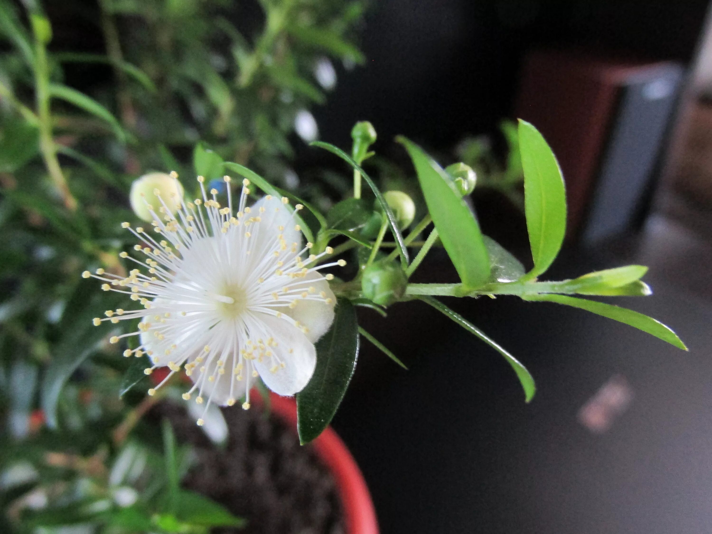 цветение мирта.