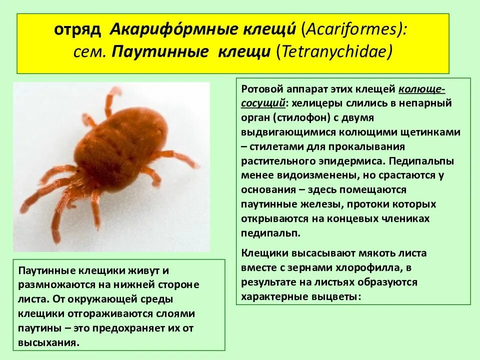 Отряд акариформные клещи. Представитель отряда акариформные клещи. Клещи семейства Acariformes - возбудители. Систематика акариформных клещей.