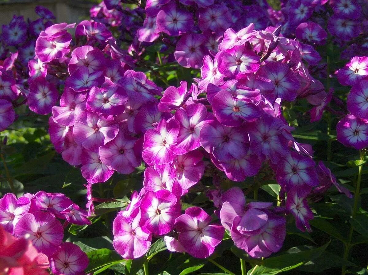 Какую почву любят флоксы. Флокс метельчатый голиаф. флокс метельчатый. флокс рейвинг бьюти. флоксы метельчатые многолетние.