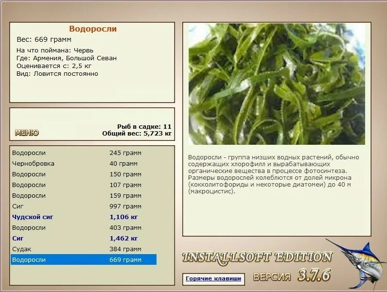 размеры водорослей. одноклеточные планктонные водоросли. какими могут быть размеры водорослей?. бурые водоросли строение. масса водорослей.