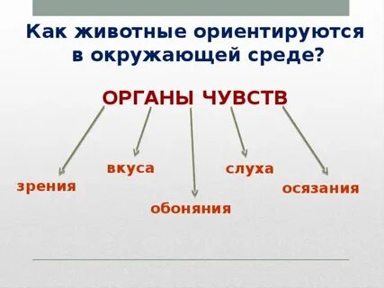 Органы чувств у разных животных