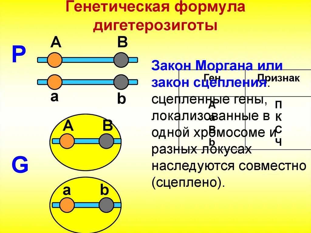 Дигетерозиготный сцепленные гены. Генетика формулы. Сцепленное наследование дигетерозиготы. Сцепленное наследование генов.