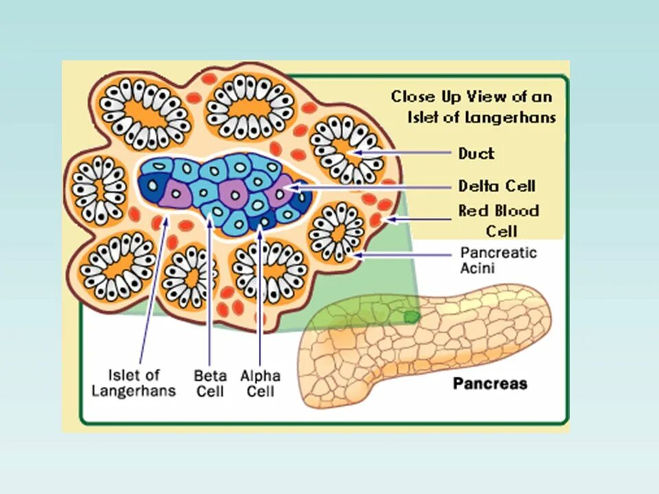 Β клеток островков лангерганса. Альфа клетки островков Лангерганса. Клетки панкреатического островка. Альфа и бета клетки островков Лангерганса. Строение поджелудочной железы островки Лангерганса.