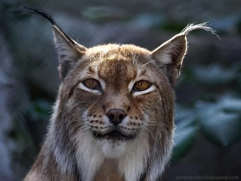 рысь книги. рысь книги. сочинский национальный парк рысь. книги про рысь для детей. рысь по немецки.