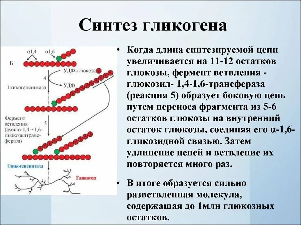 Белки ферменты синтезируются в. Схема синтеза и распада гликогена. Реакции синтеза и распада гликогена. Ферменты синтеза гликогена. Ветвящийся фермент при синтезе гликогена.