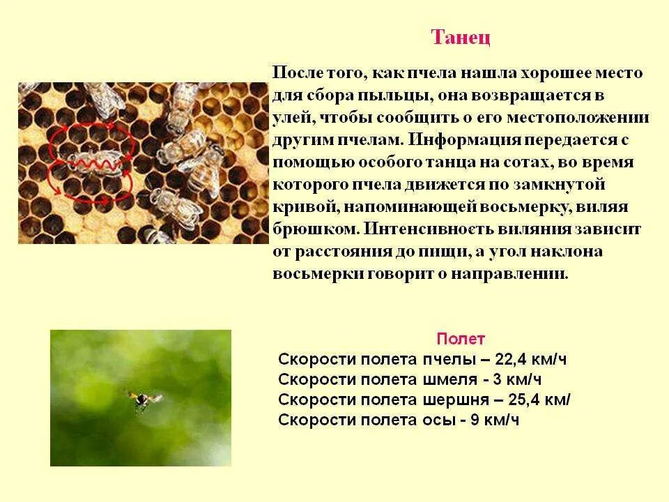 Полет осы расстояние. Дальность полета пчелы. Максимальная дальность полета пчелы от улья. Дальность полёта пчелы за нектаром. Максимальная высота полета пчелы.