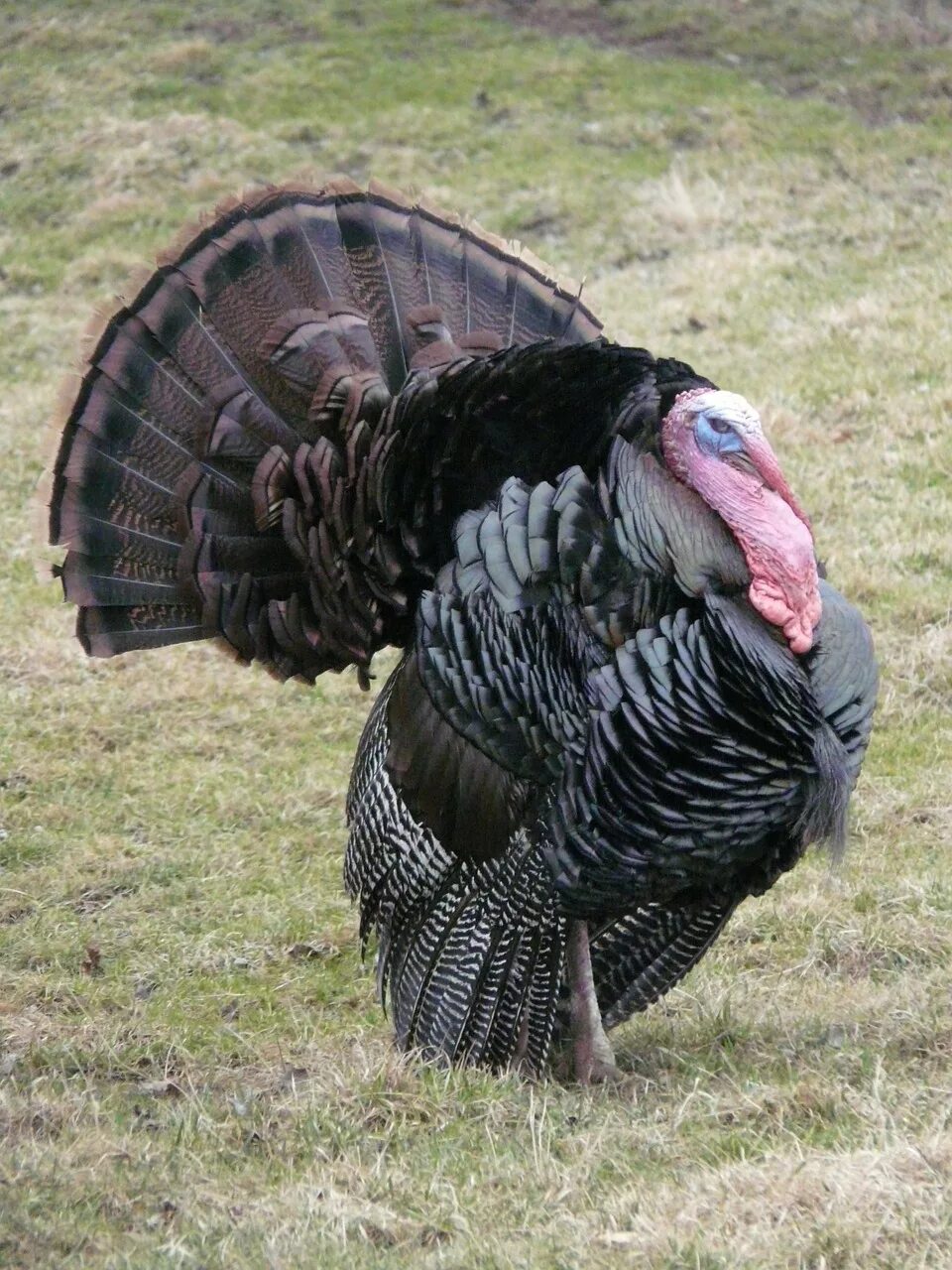 Домашняя индейка meleagris gallopavo. Wild Turkey индюк. Калифорнийский индюк. Североамериканская Дикая индейка.