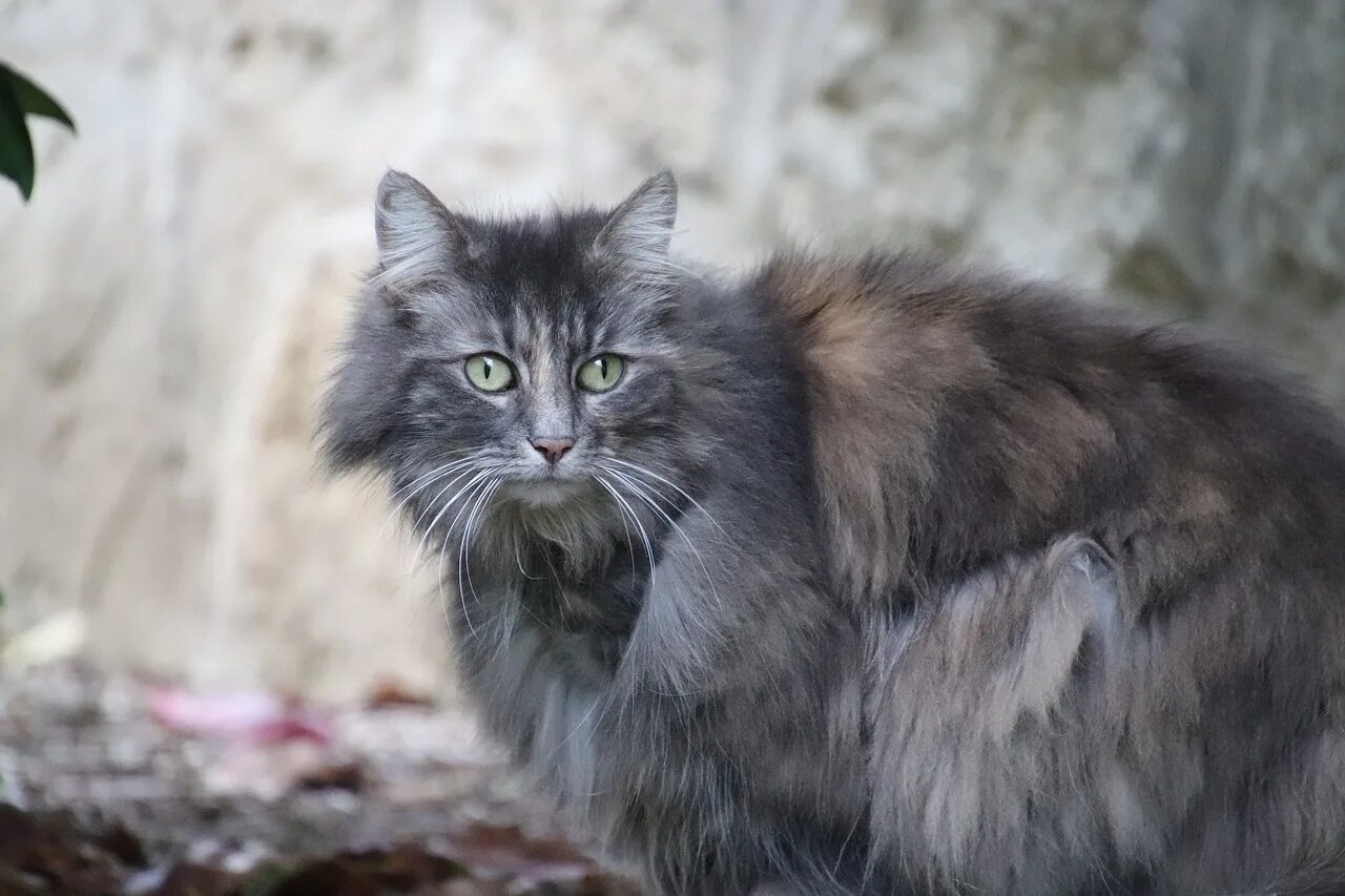 Серая ангора. Ангорская кошка серая. Турецкая ангорская кошка серая. Турецкая ангора серая. Турецкий ангорский кот серый.