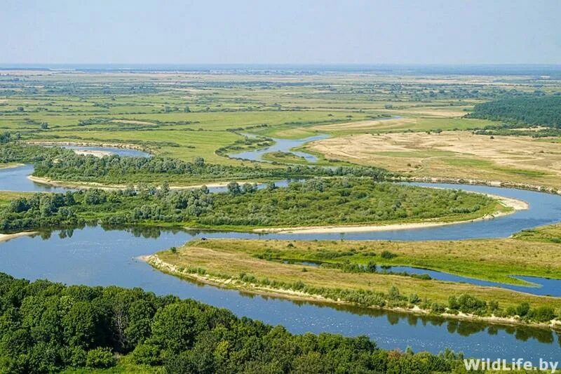 Пойма что это такое. Пойма реки СОЖ. Болотистая Пойма реки Излучина. Верхняя Пойма реки. Транзинская Пойма.