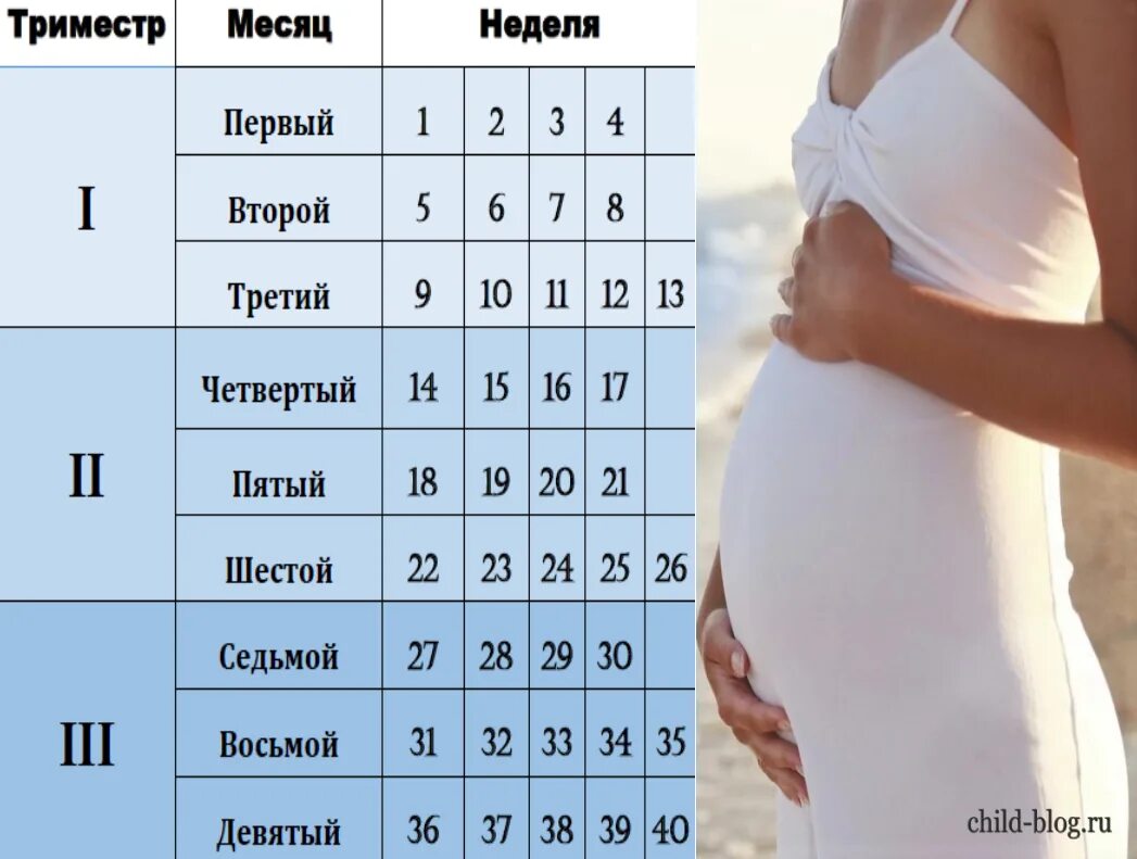 Беременность за 2 недели 2 кг. 1 Триместр беременности недели. 2 Триместр беременности недели. Триместры беременности по месяцам и неделям. Тримместры беременности по неделя.