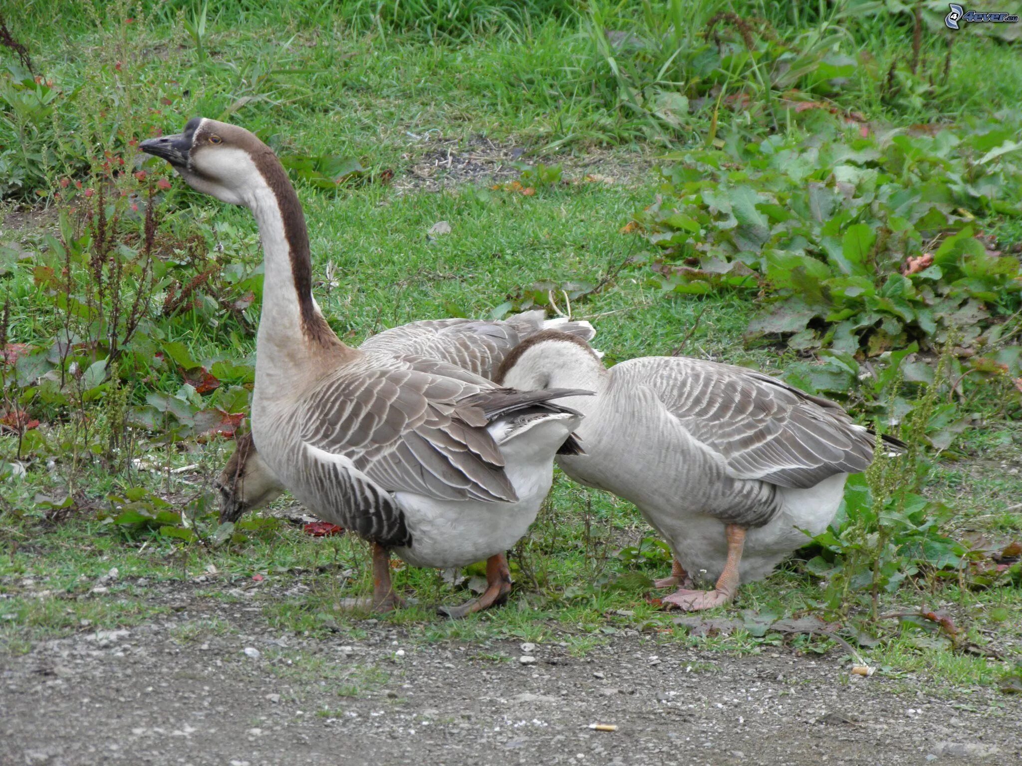 Индюк индюшка индюшонок домашние птицы. Гусь утка индюк. Куры утки гуси индюки цесарки. Индюк и гусь. Домашние птицы.