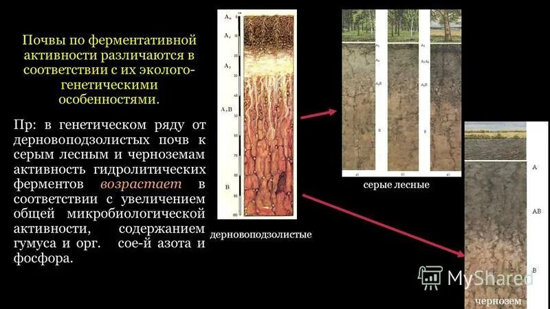 Серые лесные почвы профиль. Дерновоподзолистые почвы. Микробное сообщество почвы. Биологическая активность почвы.