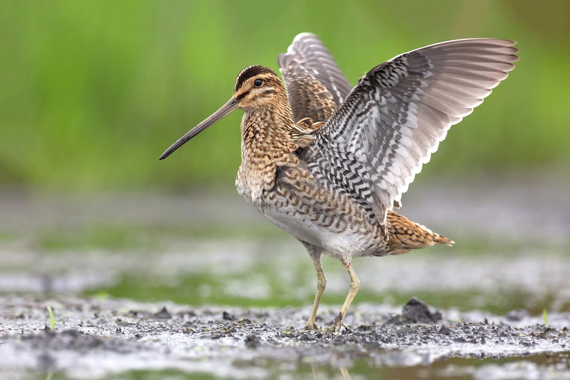 Gallinago Gallinago. Common Snipe. Gallinago Weapon. Gallinago Media птенец