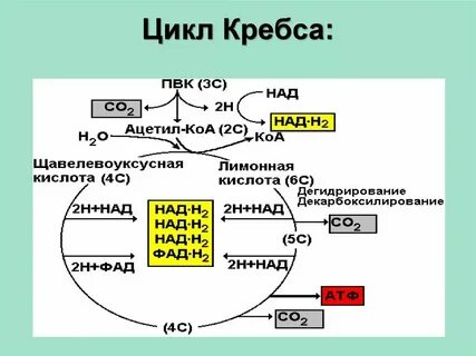 Последовательность энергетического обмена образование пировиноградной кислоты