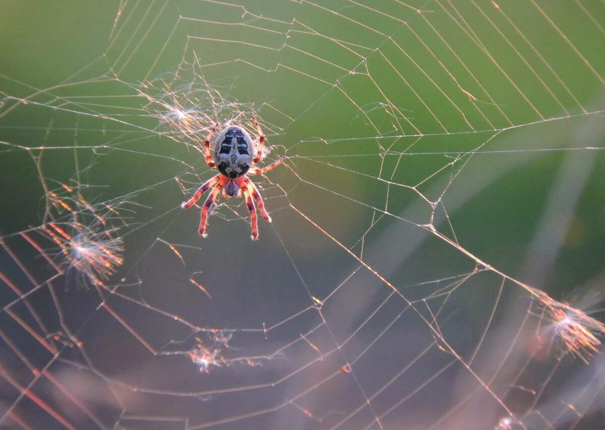 Паук стеатода паутина. Паутина паука ледопряда. Паук плетет паутину. Плетение паутины пауком.