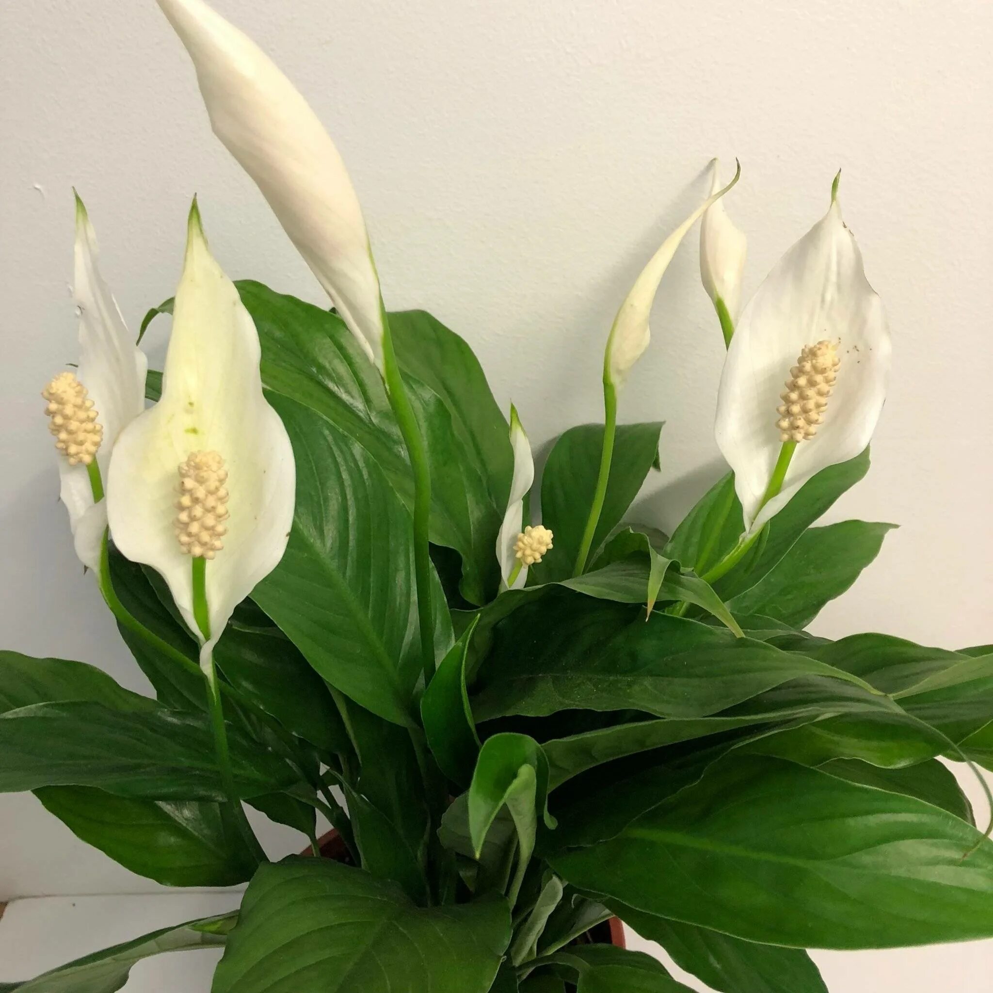Комнатный цветок с белыми цветами название. Спатифиллум. Спатифиллум Уоллиса (Spathiphyllum wallisii). Спатифиллум Купидо. Белокрыльник спатифиллум.
