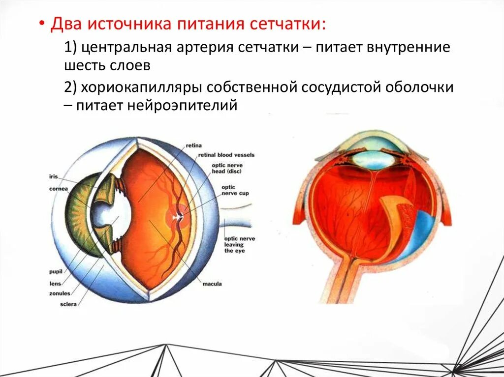 Питание сетчатки глаза осуществляет. Центральная артерия сетчатки питает. Артерии питающие сетчатку глаза. Источник (-и) кровоснабжения внутренних слоев сетчатки. Центр сетчатки