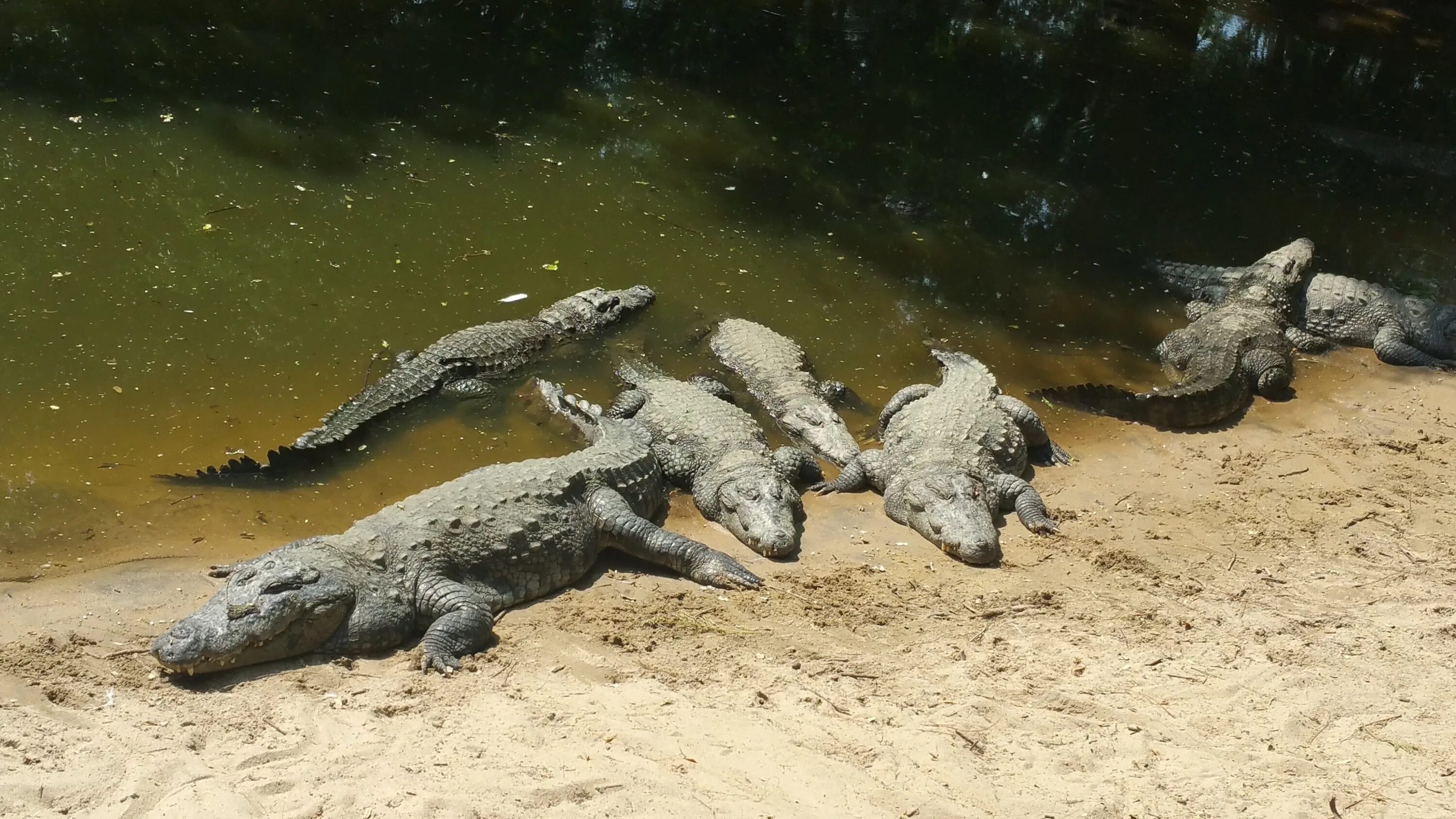 Крокодил про животных. Нильский крокодил Crocodylus niloticus. Остров Рамри крокодилы. Нильский крокодил среда обитания. Нильский крокодил и Аллигатор.