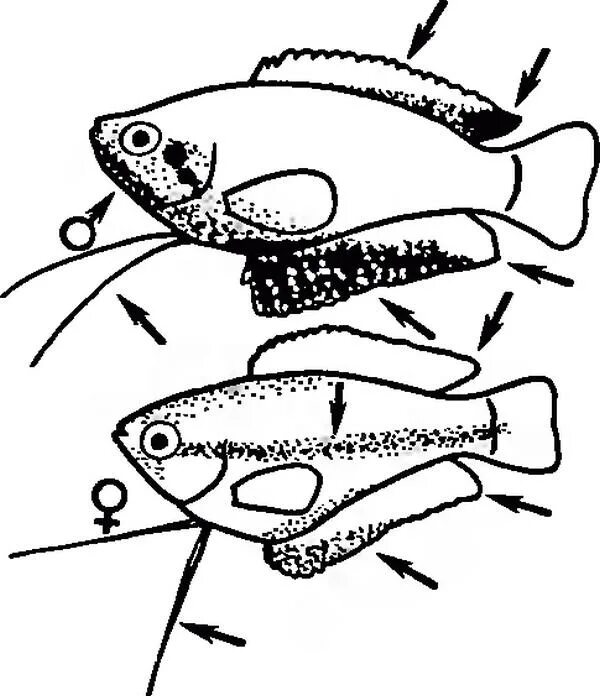 Как отличить рыбок самца от самки. Гурами отличие самца от самки. Гурами самка и самец различие. Гурами самец и самка. Гурами различия самца от самки.