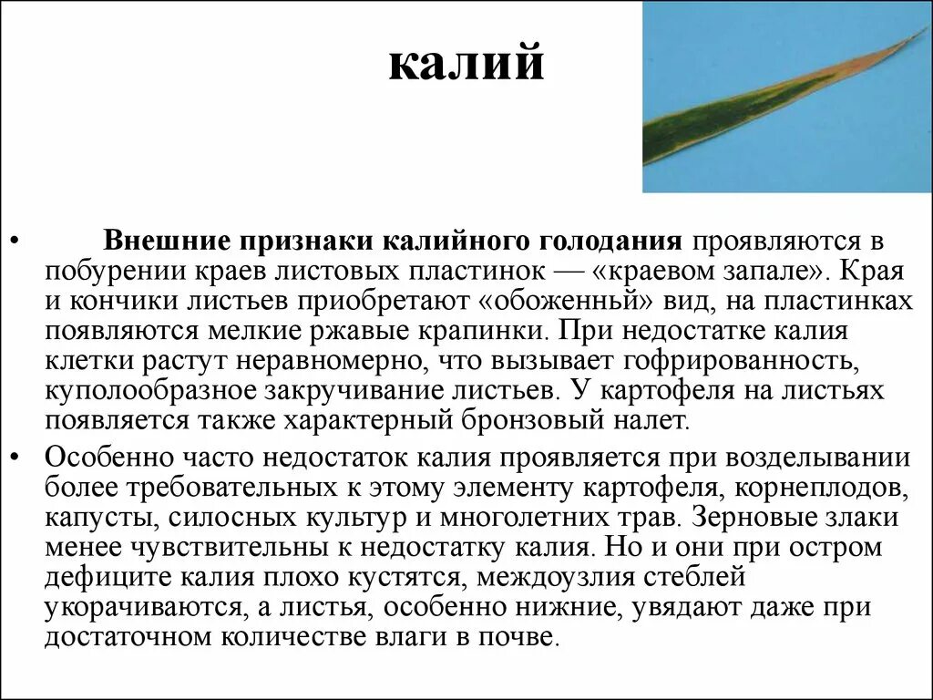 При недостатке калия. Недостаток калия симптомы. Нехватка калия в организме. Признаки нехватки калия. Недостаток калия и магния симптомы