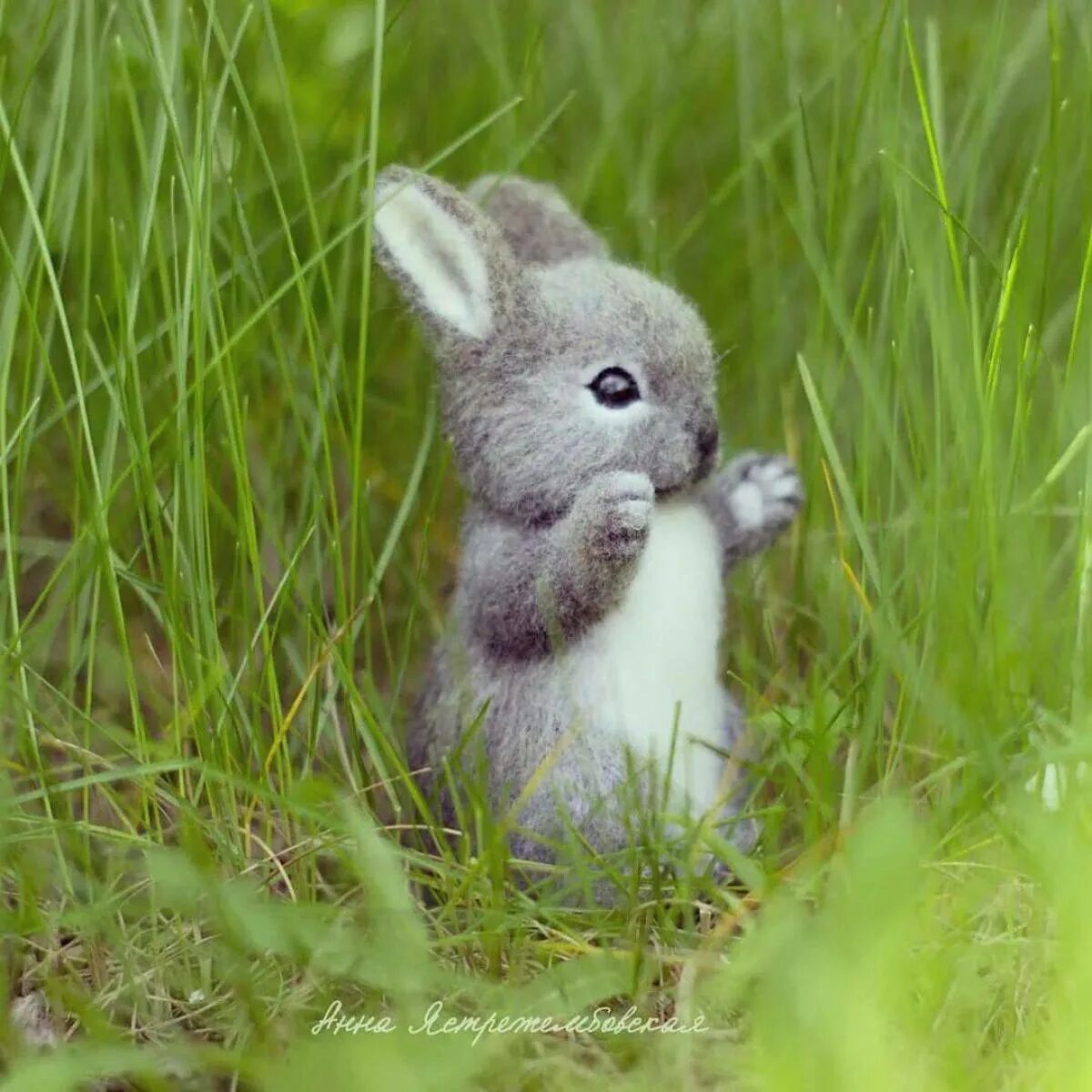 Короче зайка. Зайчик. Заяц маленький. Маленькие Зайчата. Красивый зайчик.