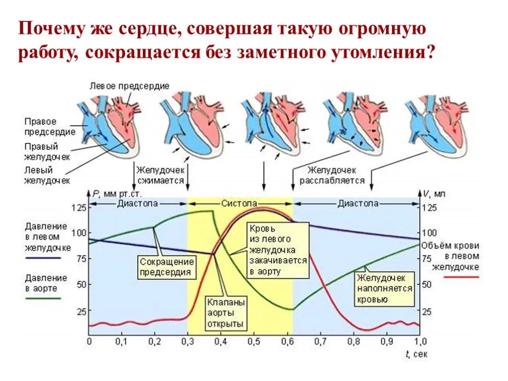 Сердечный цикл.фазы систолы диастолы желудочков. Схема сердечного цикла физиология. Систола и диастола сердца физиология фазы. Строение сердца систола диастола.