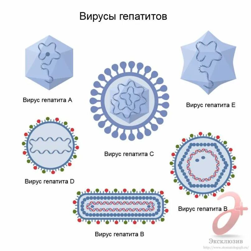Сама вирус. Вирус гепатита а схема. виды вирусов гепатита. вирус гепатита в. вирус гепатита c.