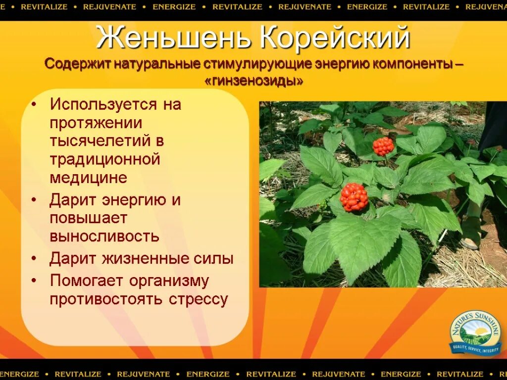 Женьшень для чего применяется. Женьшень. энергетик с женьшенем. женьшень фото в энергетике. nsp женьшень.