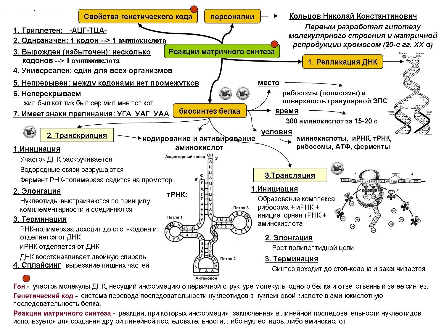 Рнк термины. Реакции матричного синтеза схема Синтез белка. Реакции матричного синтеза Синтез белка. Схема этапы синтеза белка биохимия. Этапы синтеза белка ЕГЭ биология.