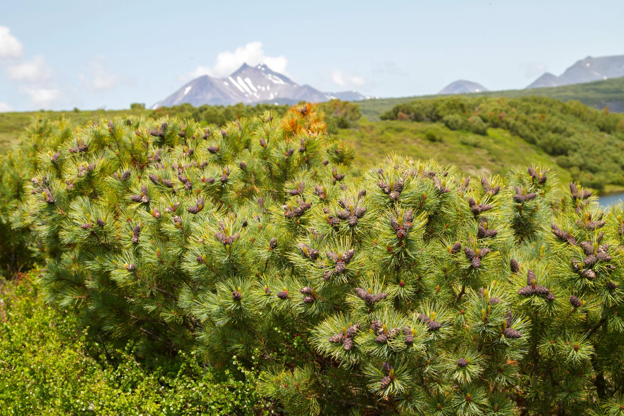 Сосна кедровый стланик. Хвойные дальнего востока. Кедр сибирский горный алтай. Алтайская черневая тайга. Кедр корейский приморский край.