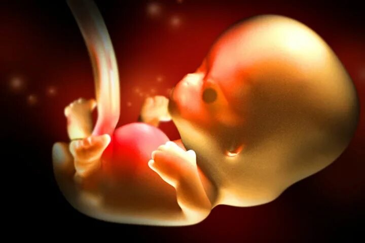 Эмбрион на 8 неделе беременности. Ребёнок на 8 неделе беременности. Как выглядит ребенок на 8 неделе