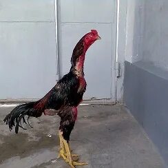 Yalangoch kokraklar sakrash