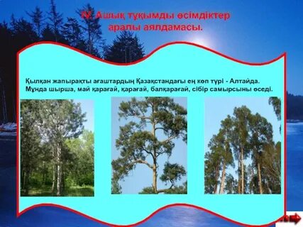 Қайын атамен жыныстық қатынас