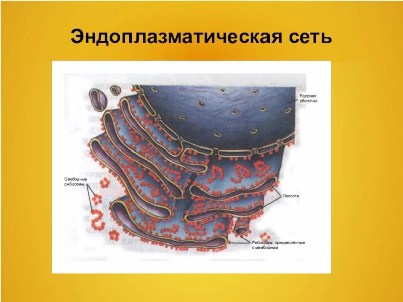В какой части клетки растения хранится наследственная информация - фото