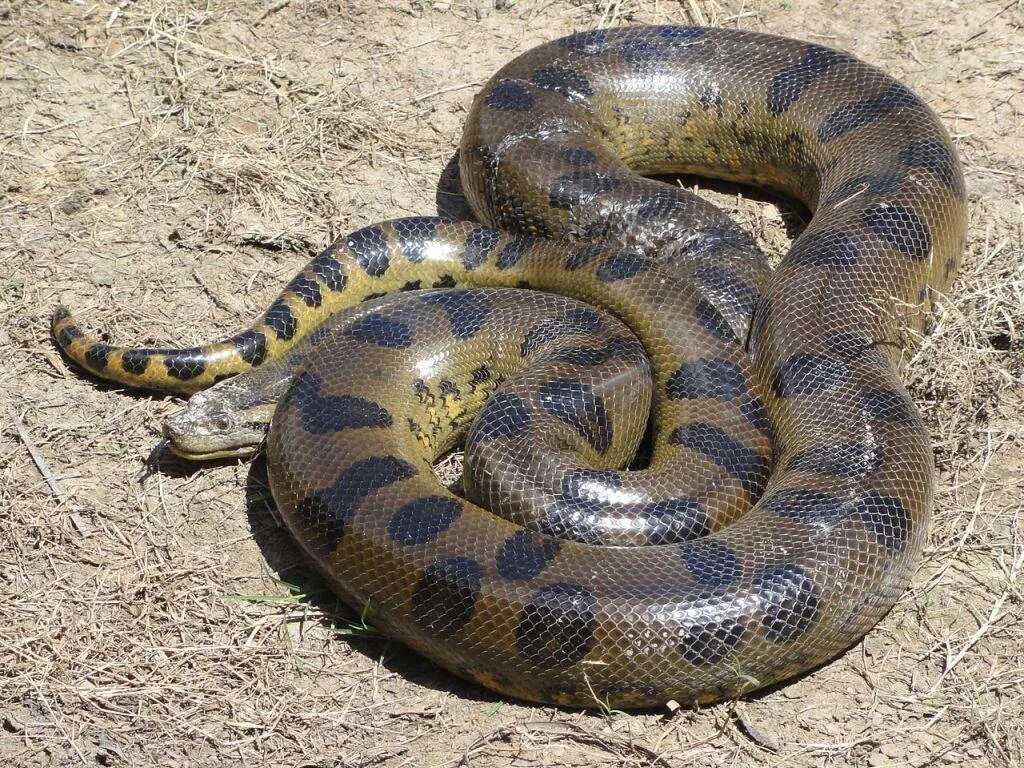 Анаконда змея. Анаконда eunectes murinus. Ядовитая змея Анаконда.