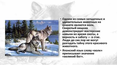 Интересное про волка
