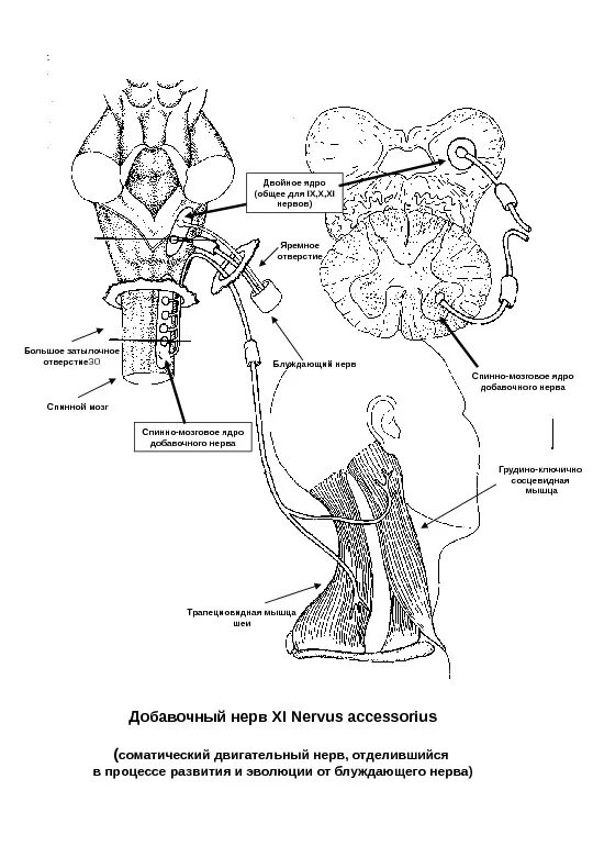 Блуждающий нерв рисунок. Добавочный нерв схема пути. Добавочный нерв ядра схема. 11 Пара черепных нервов добавочный нерв. Ход добавочного нерва схема.