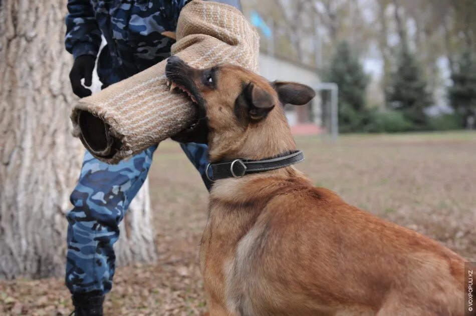 Собака в форме человека. Служебные собаки. Служебные собаки щенки. Дрессировка служебных собак. Служебный пес.