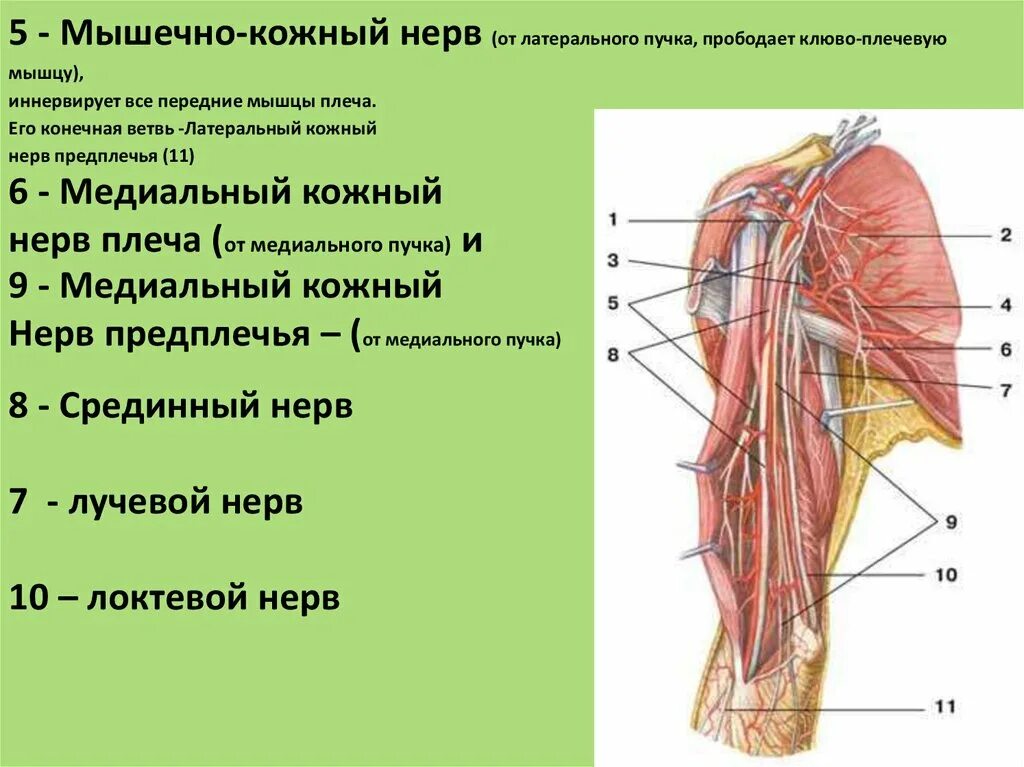 Ветви плечевого сплетения анатомия. Мышечно-кожный нерв плеча анатомия. Мышечно-кожный нерв иннервирует. Медиальный кожный нерв плеча анатомия.